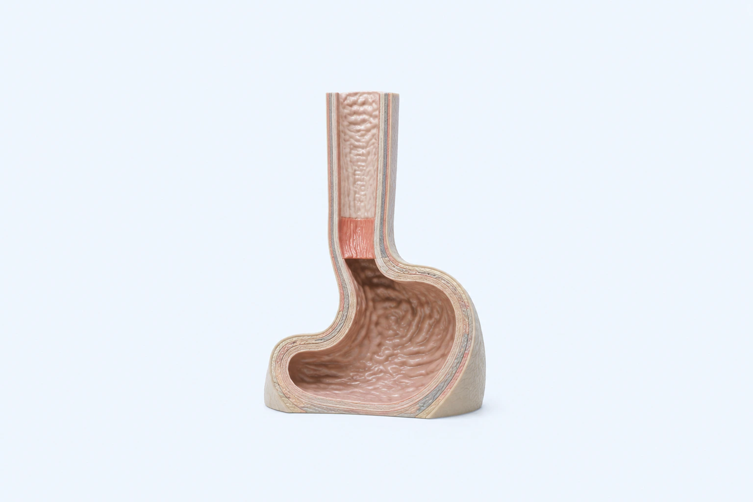 A complete cutaway teaching model of the distal esophagus and upper stomach shows a short salmon-toned mucosal segment above the junction.