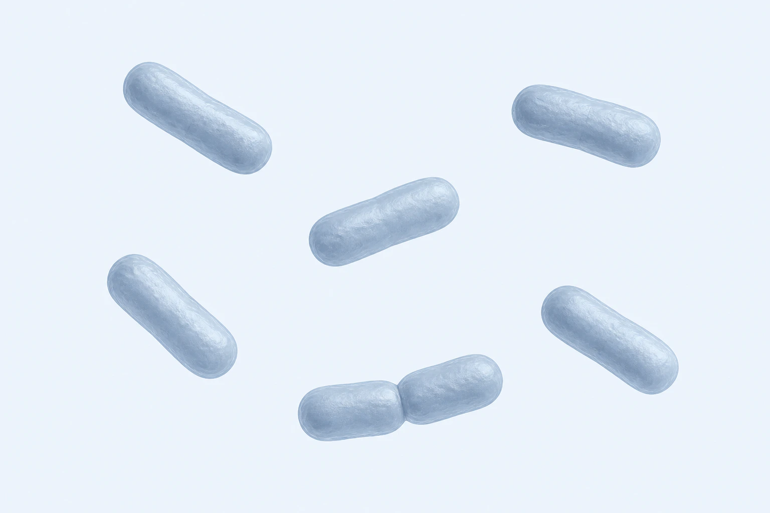 Seven short blunt Bifidobacterium breve rods with rounded ends, shown as five singles and one touching pair.