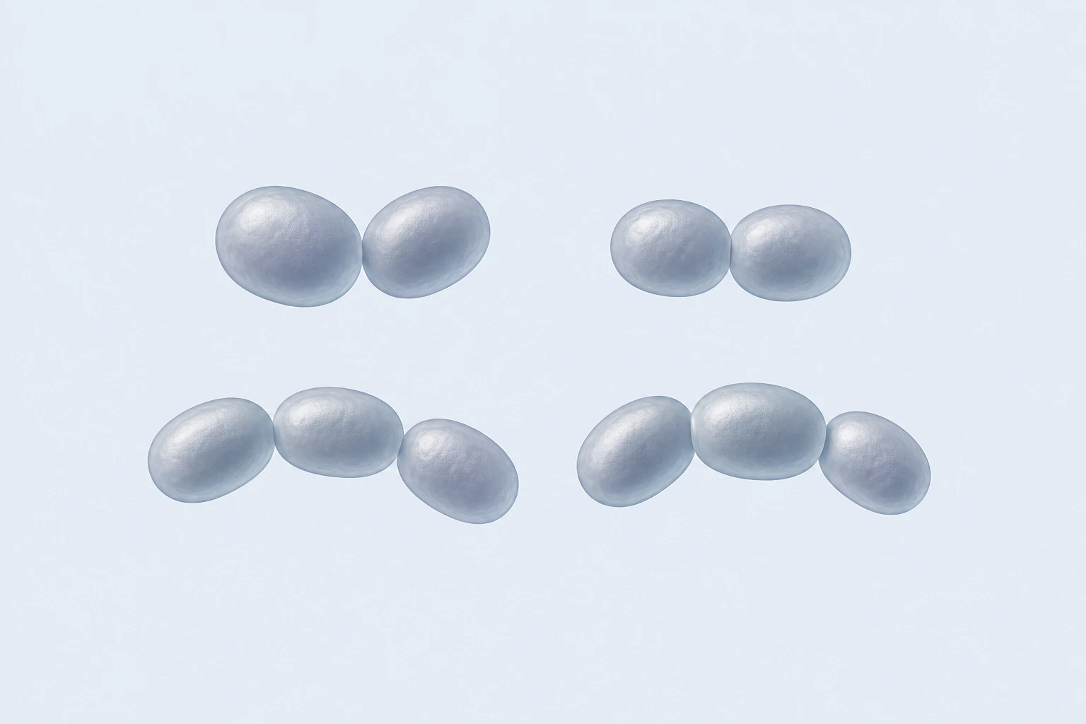 Ten oval or short-coccoid Blautia bodies appear in four groupings: two touching pairs and two gently curved three-cell chains.