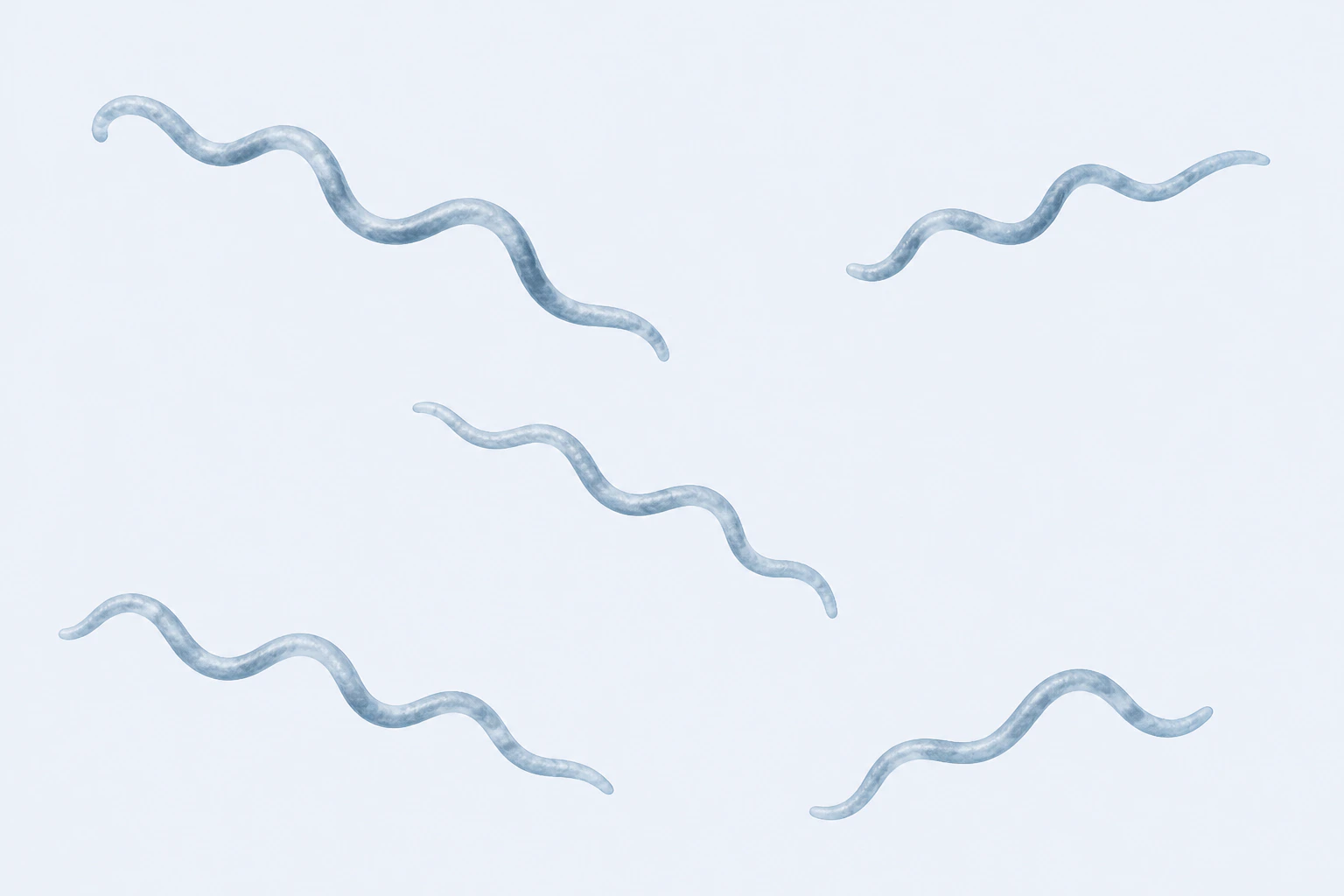 Five separate Borrelia spirochete bodies follow distinct loose, irregular wave paths with varied lengths, axes, amplitudes, and three to six broad undulations.