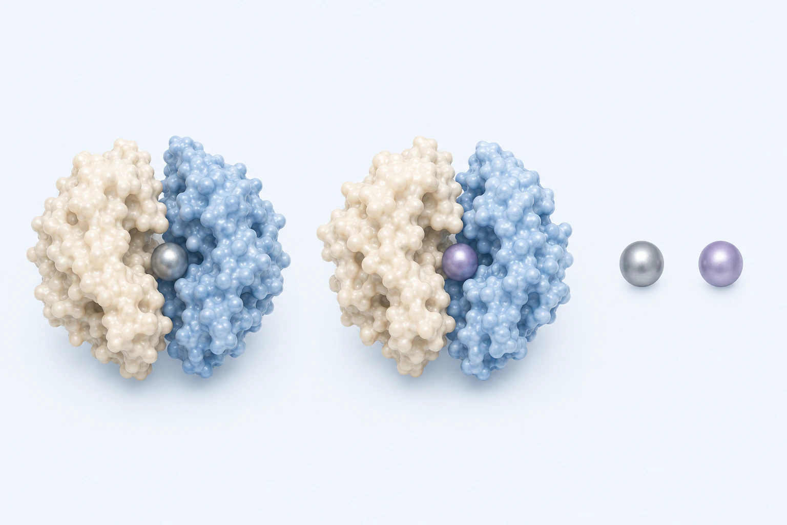 Two separated matching two-subunit enzyme models contain differently colored central spheres beside a separate pair of matching metal-context spheres.