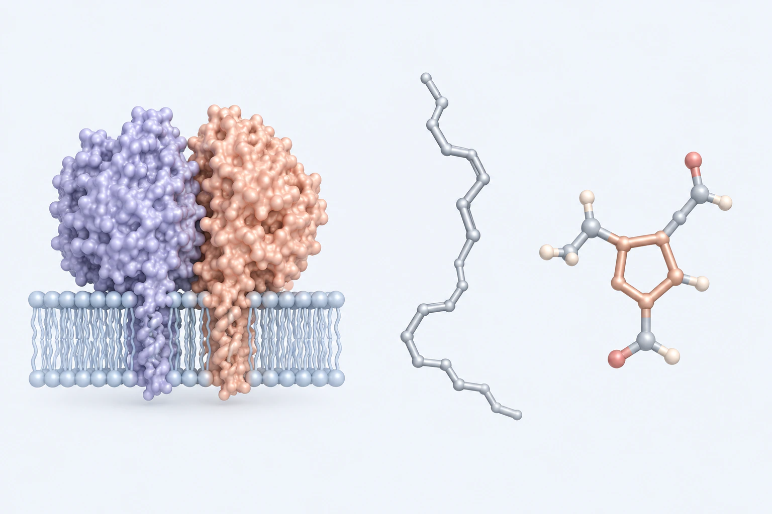 A generic membrane-associated two-subunit enzyme model appears separately from a bent chain and a five-membered-ring token.