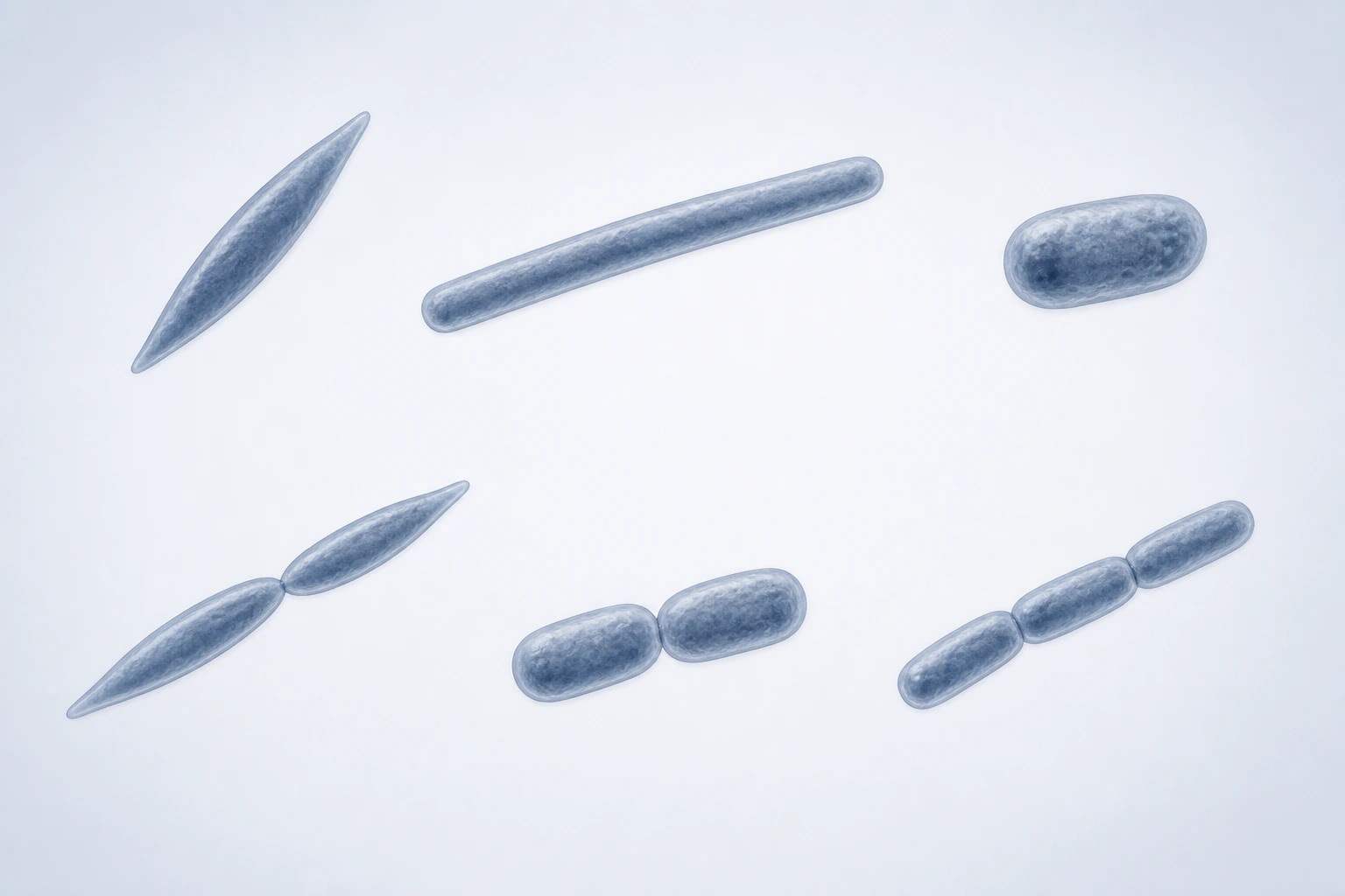 Ten selected Fusobacteriales descendant bodies appear in six groupings: three single rods, two touching pairs, and one three-rod chain.