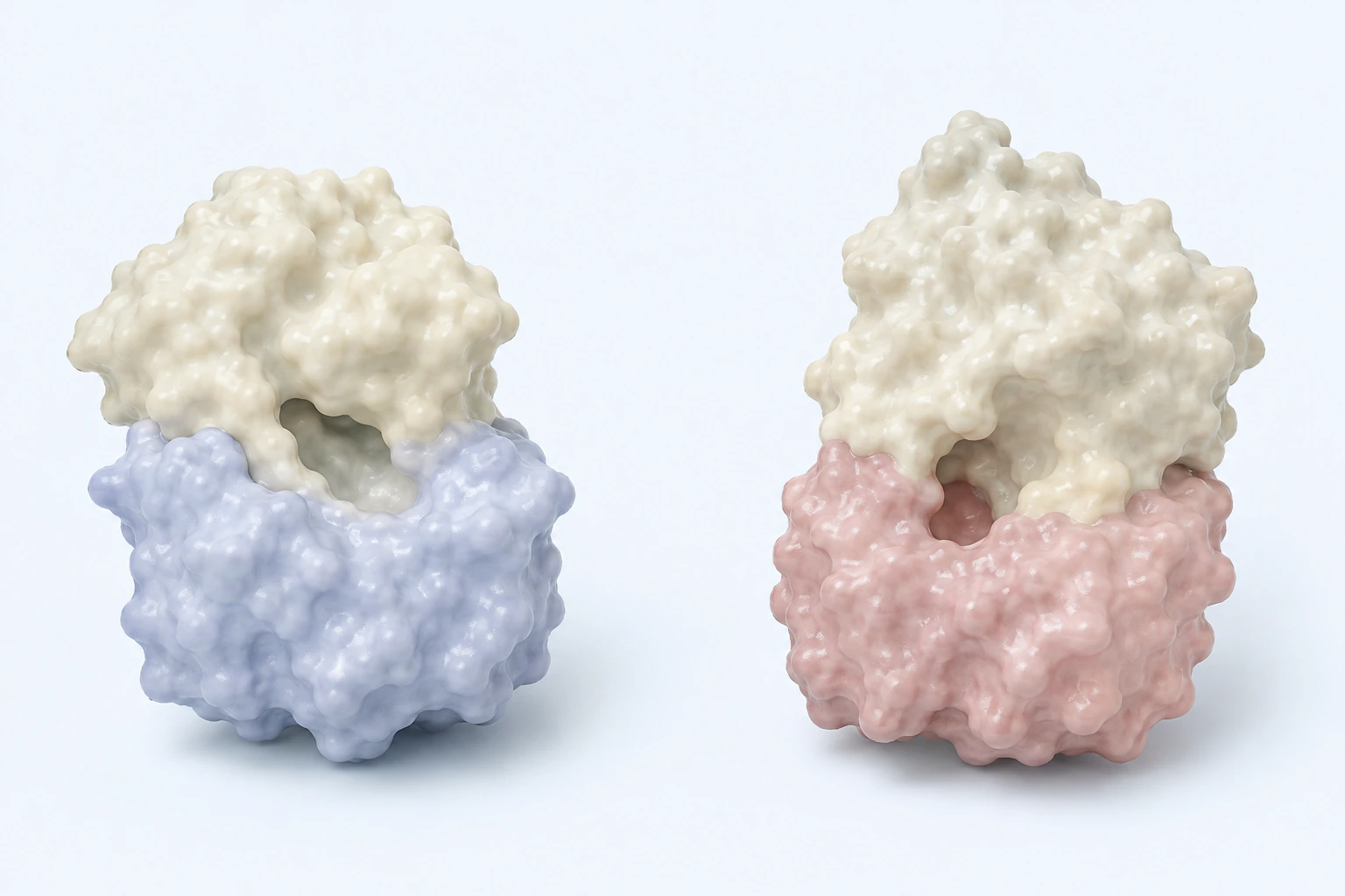 Two separated non-atomic protein-fragment teaching models, each formed by two connected domain masses around an empty surface cleft.