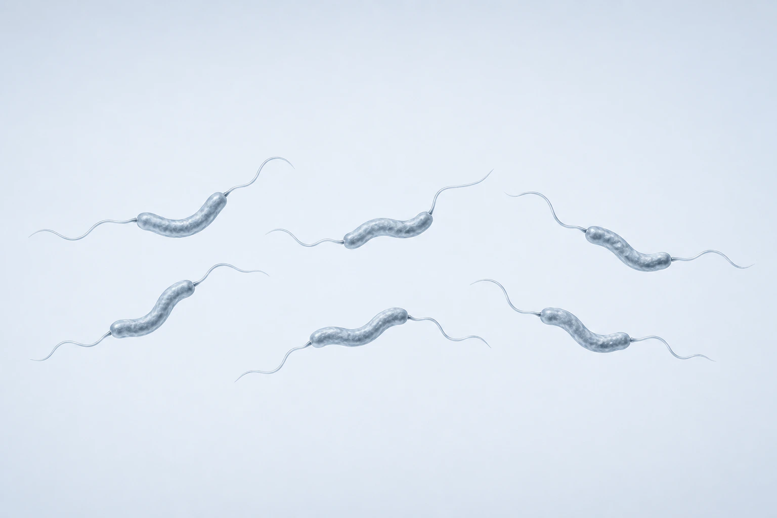 Six isolated curved Helicobacter hepaticus bodies each show one slender filament at both poles, for twelve polar filaments total.