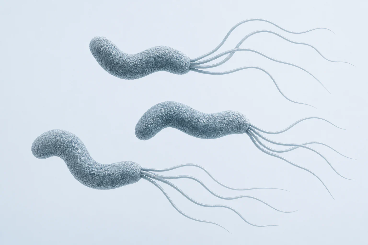 Microscopy-informed reconstruction of three curved Helicobacter pylori cells with several long flagella emerging from one pole on a pale cool field.