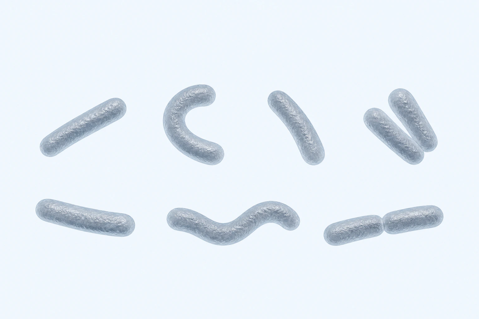 Nine selected Lachnospira rods appear in seven groupings: five singles and two touching pairs, including one broadly C-bent and one S-bent single.