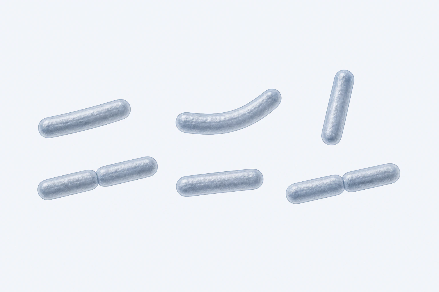 Eight Lactobacillus jensenii rods appear in six groupings: four singles and two end-to-end pairs, including one gently curved single.