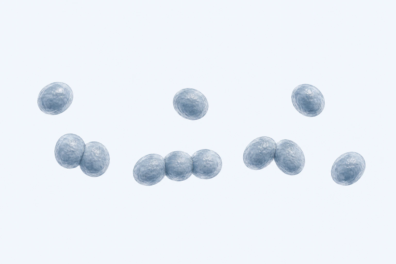 Eleven Lactococcus spherical-to-ovoid cells appear in seven groupings: four singles, two pairs, and one three-cell short chain.