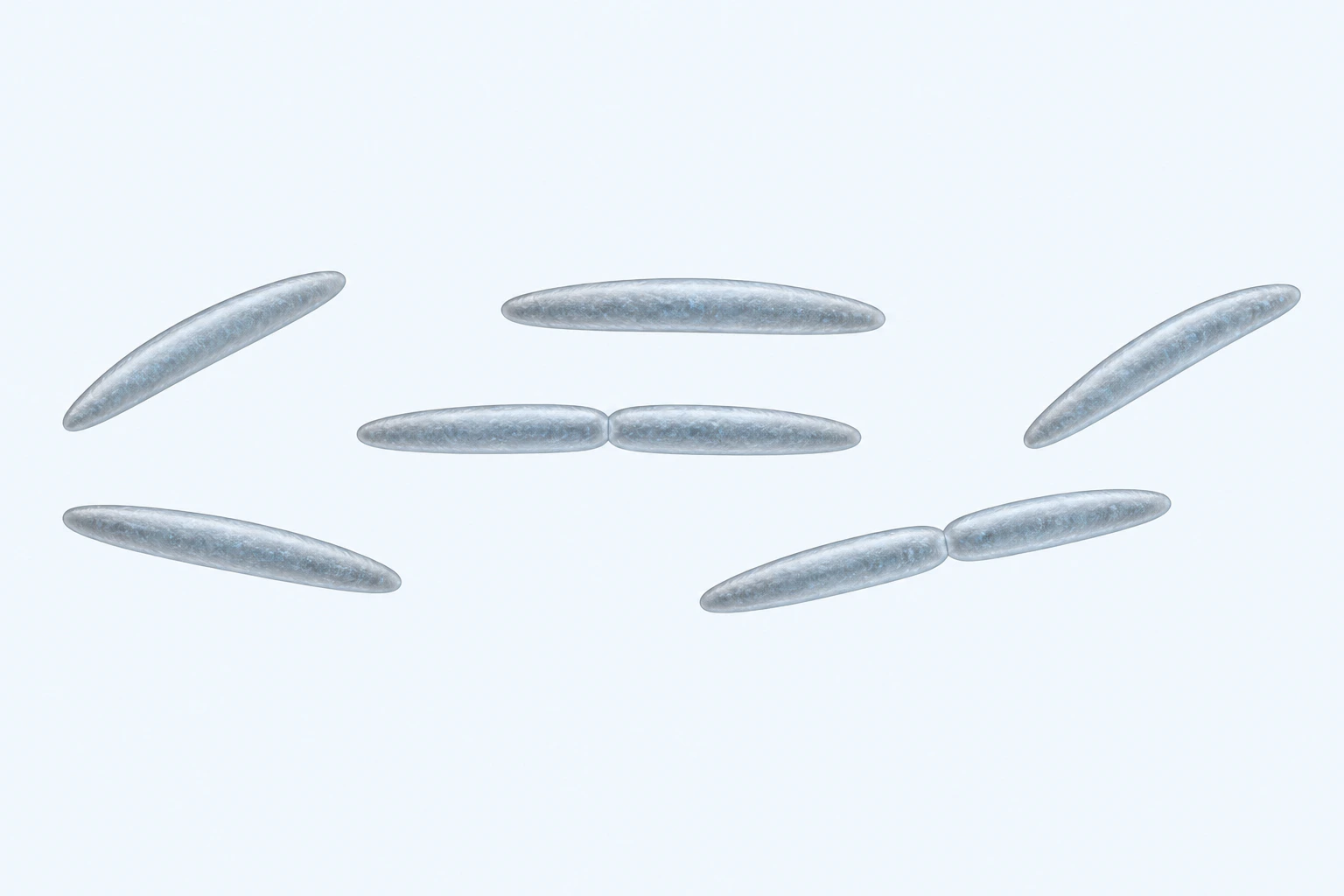 Eight tapered Leptotrichia fusiform rods appear in six groupings: four singles and two end-to-end pairs.