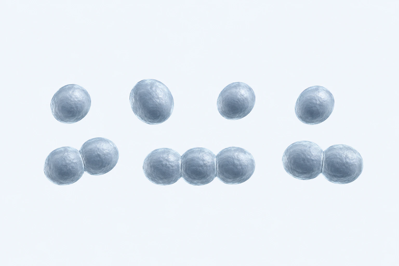 Eleven Megasphaera spherical-to-ovoid cells appear in seven groupings: four singles, two pairs, and one three-cell short chain.