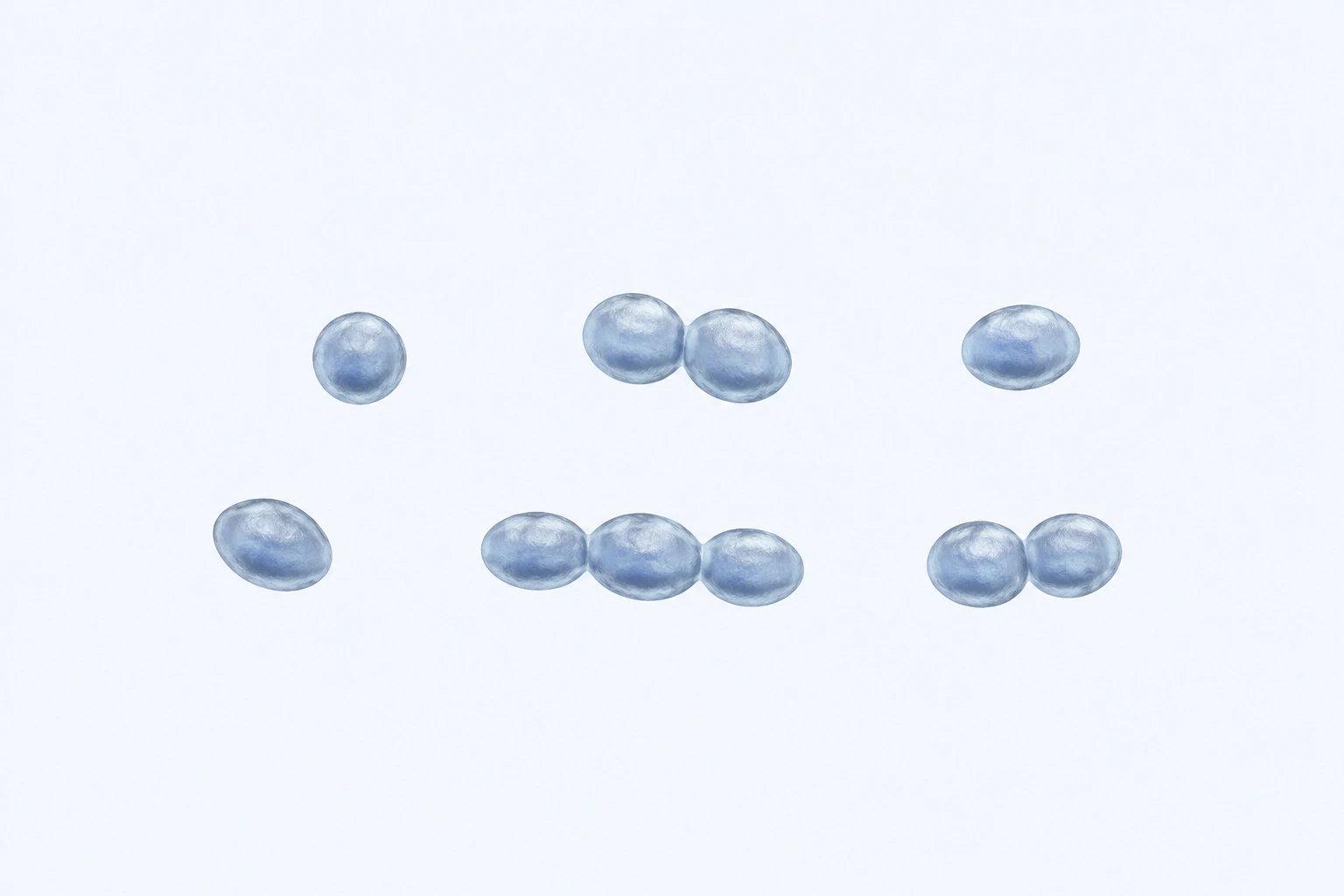 Ten Peptostreptococcus anaerobius bodies appear in six groupings: three singles, two touching pairs, and one three-body chain.