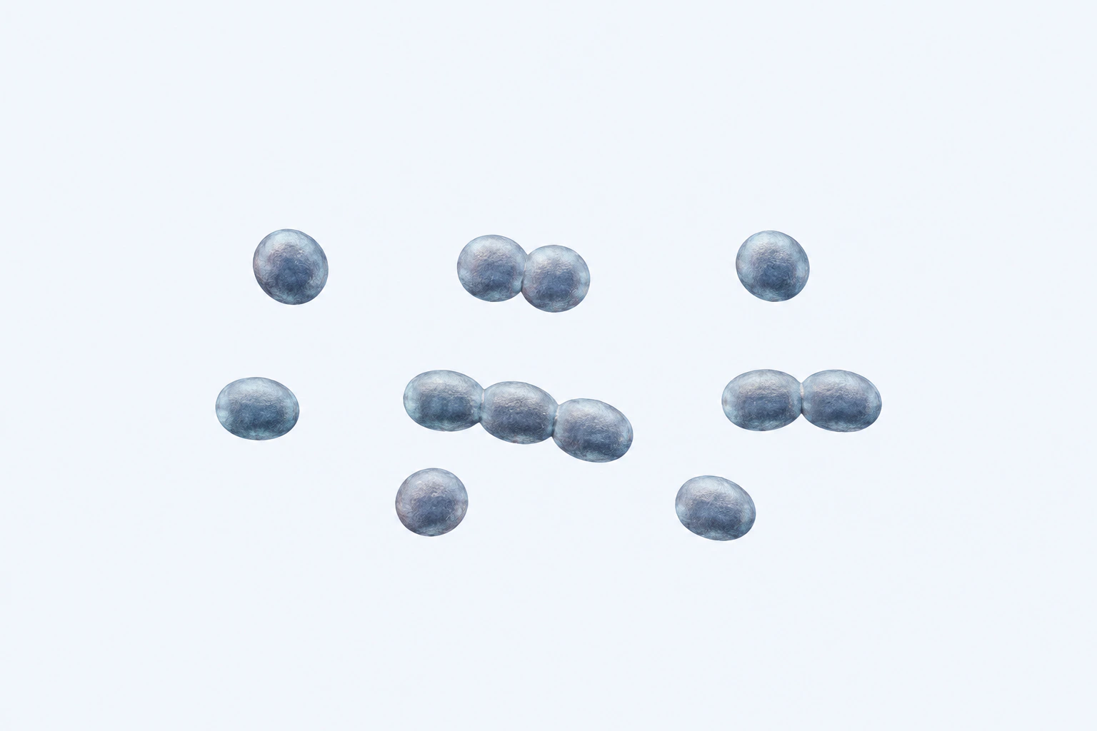 Twelve selected Peptostreptococcus bodies appear in eight groupings: five singles, two touching pairs, and one three-body chain.