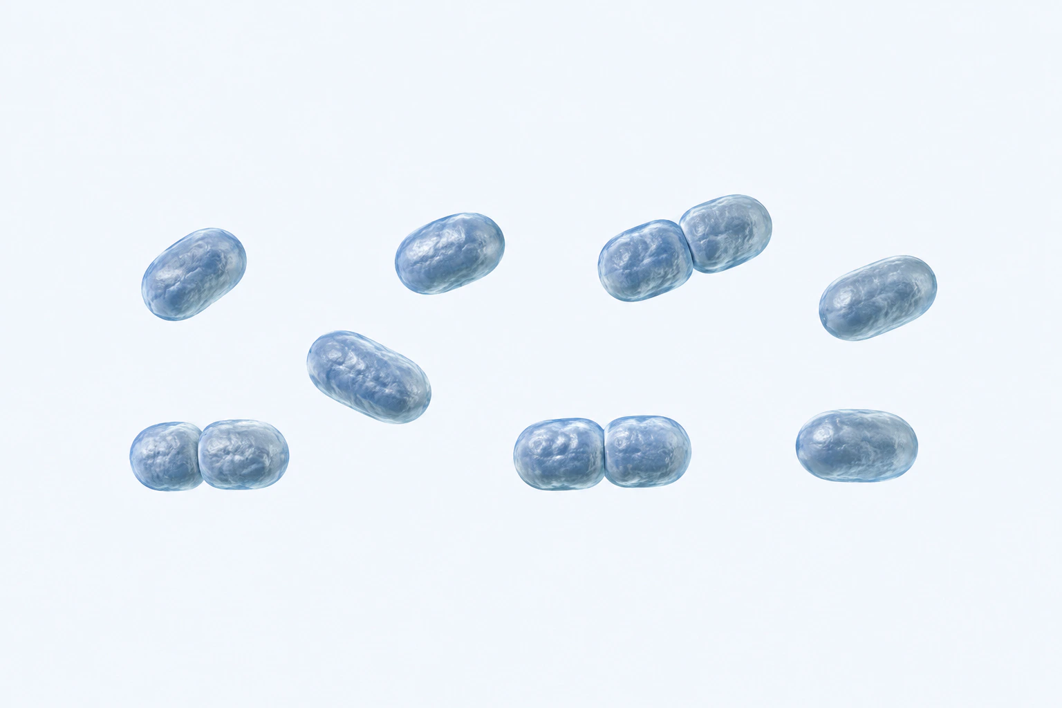 Eleven selected Porphyromonas short rod-to-coccobacillary bodies appear in eight groups: five singles and three touching pairs.