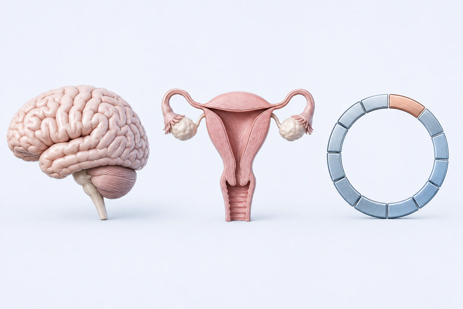 A neutral brain, reproductive anatomy, and an unnumbered timing ring appear separately for postpartum-depression orientation.
