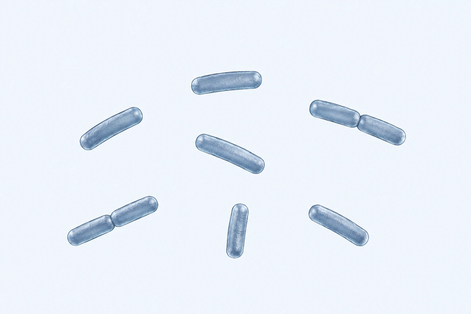 Nine Prevotella intermedia rods appear in seven groups: five isolated singles and two touching pairs.