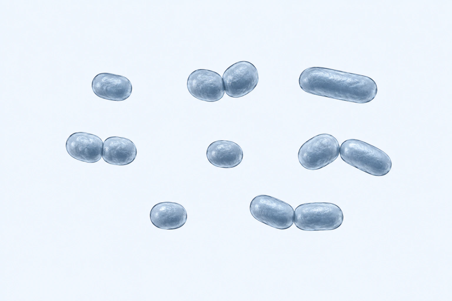Twelve selected Prevotella short rod-to-coccobacillary bodies appear in eight groups: four singles and four touching pairs.