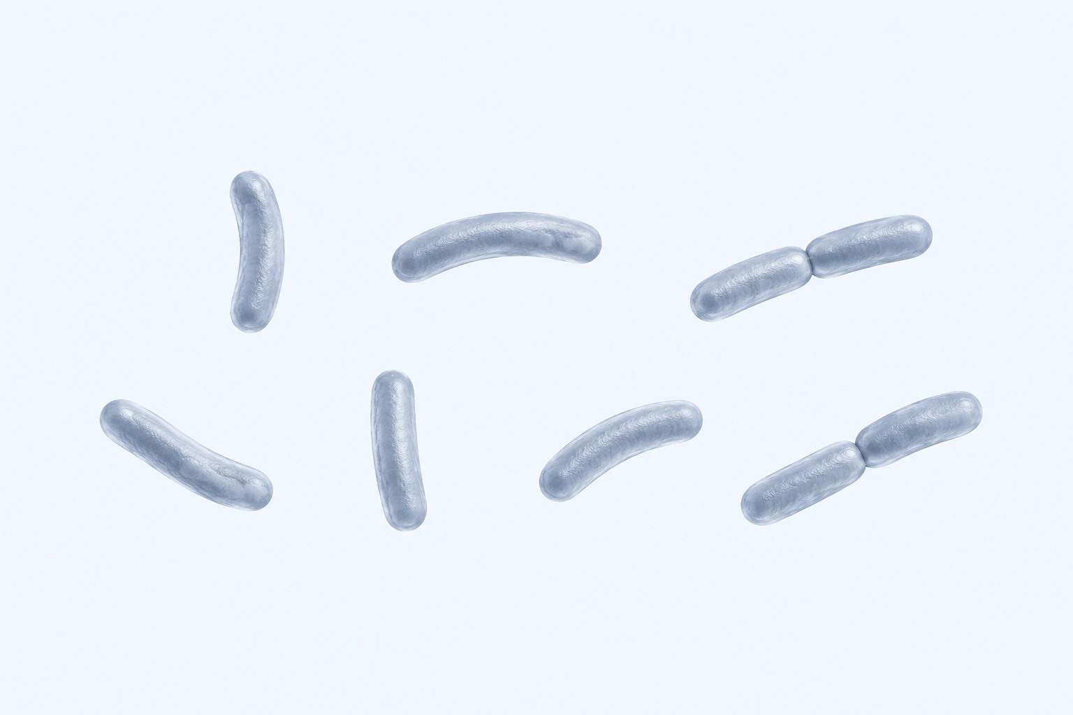 Nine slightly curved Roseburia intestinalis rods appear in seven groups: five singles and two touching pairs.