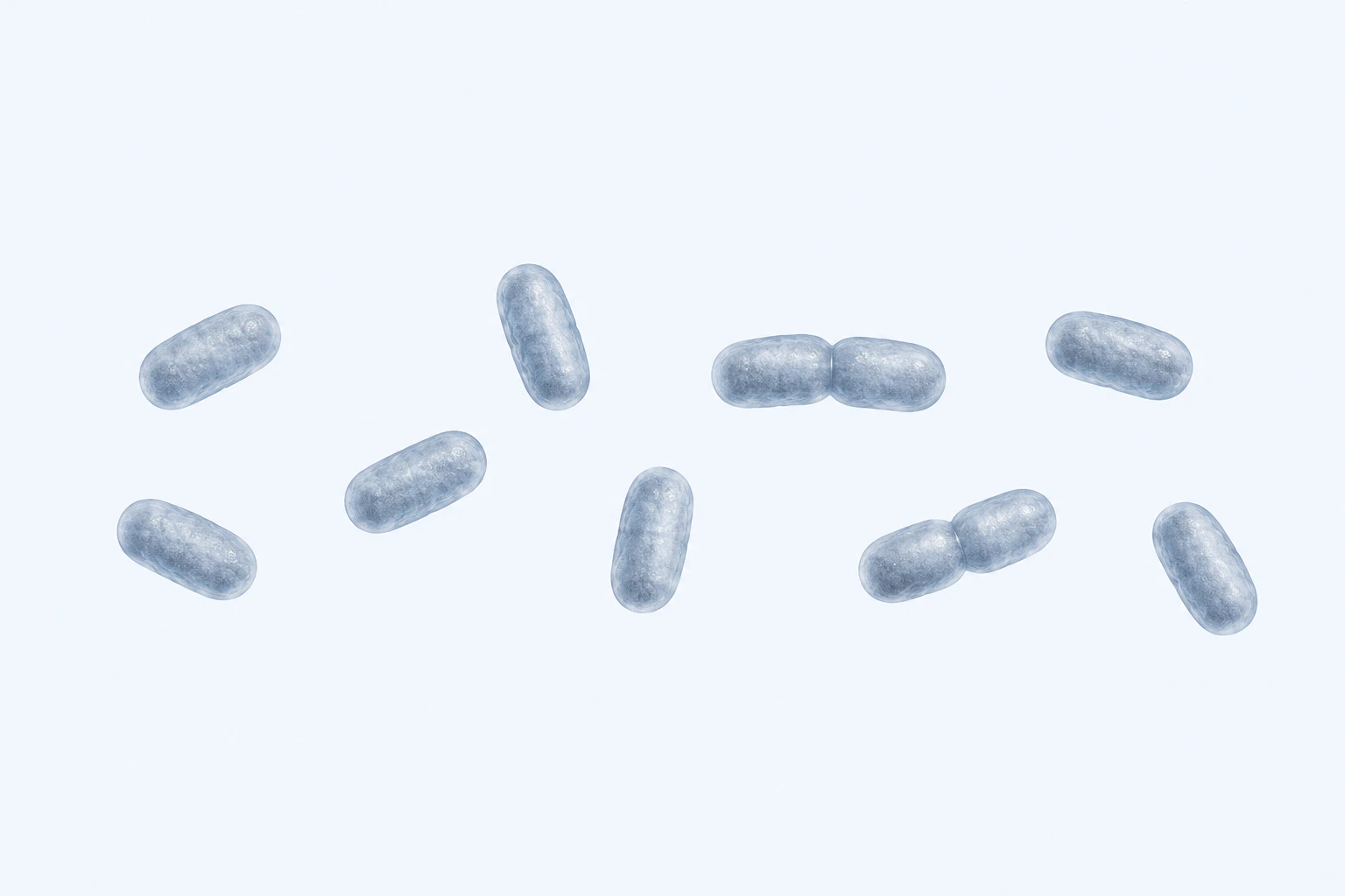 Eleven selected Senegalimassilia coccobacilli appear in nine groups: seven singles and two touching pairs.