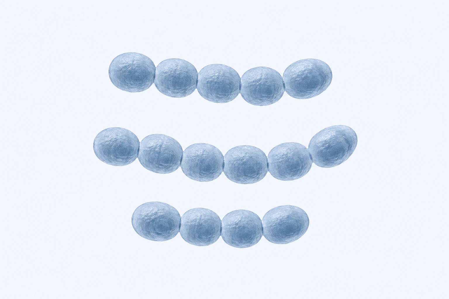 Fifteen selected Streptococcus agalactiae cocci appear in three curved chains of five, six, and four.