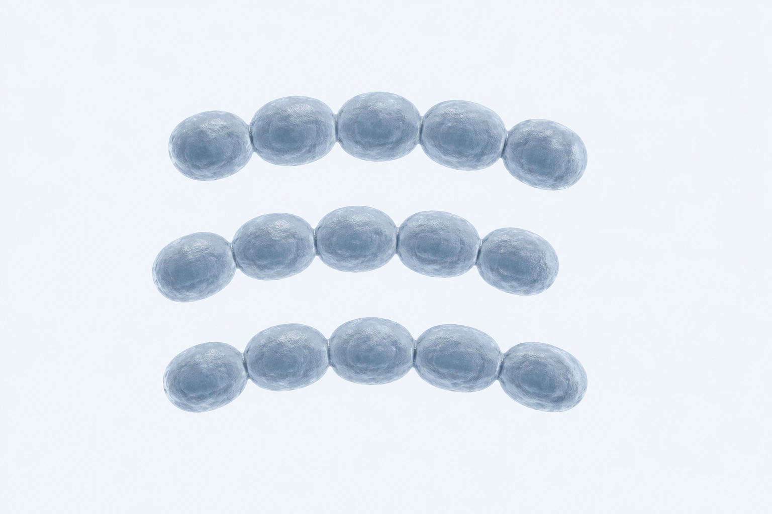 Fifteen selected Streptococcus mutans cocci appear in three curved chains of five.