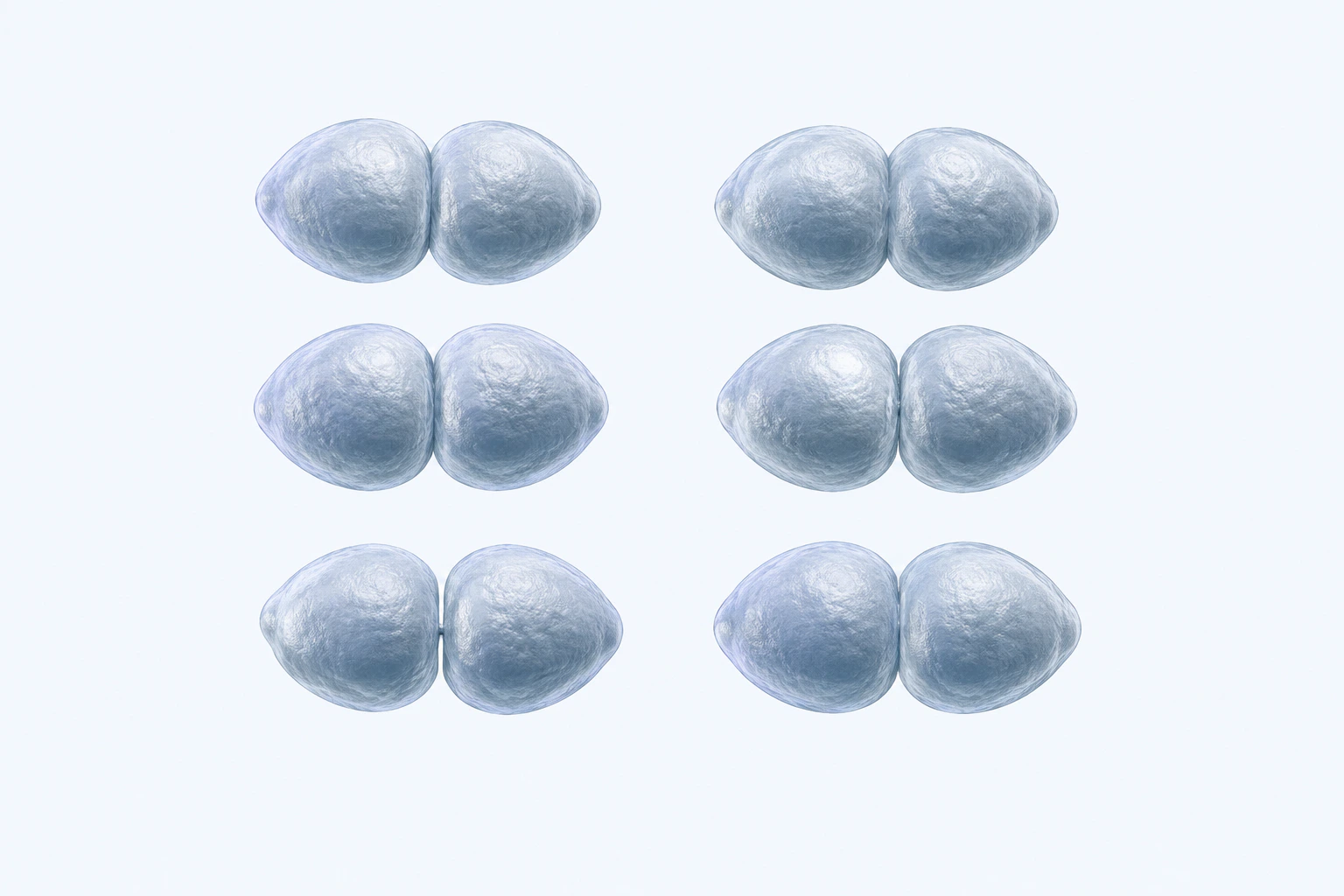 Twelve selected Streptococcus pneumoniae cocci appear as six opposed ovoid pairs.