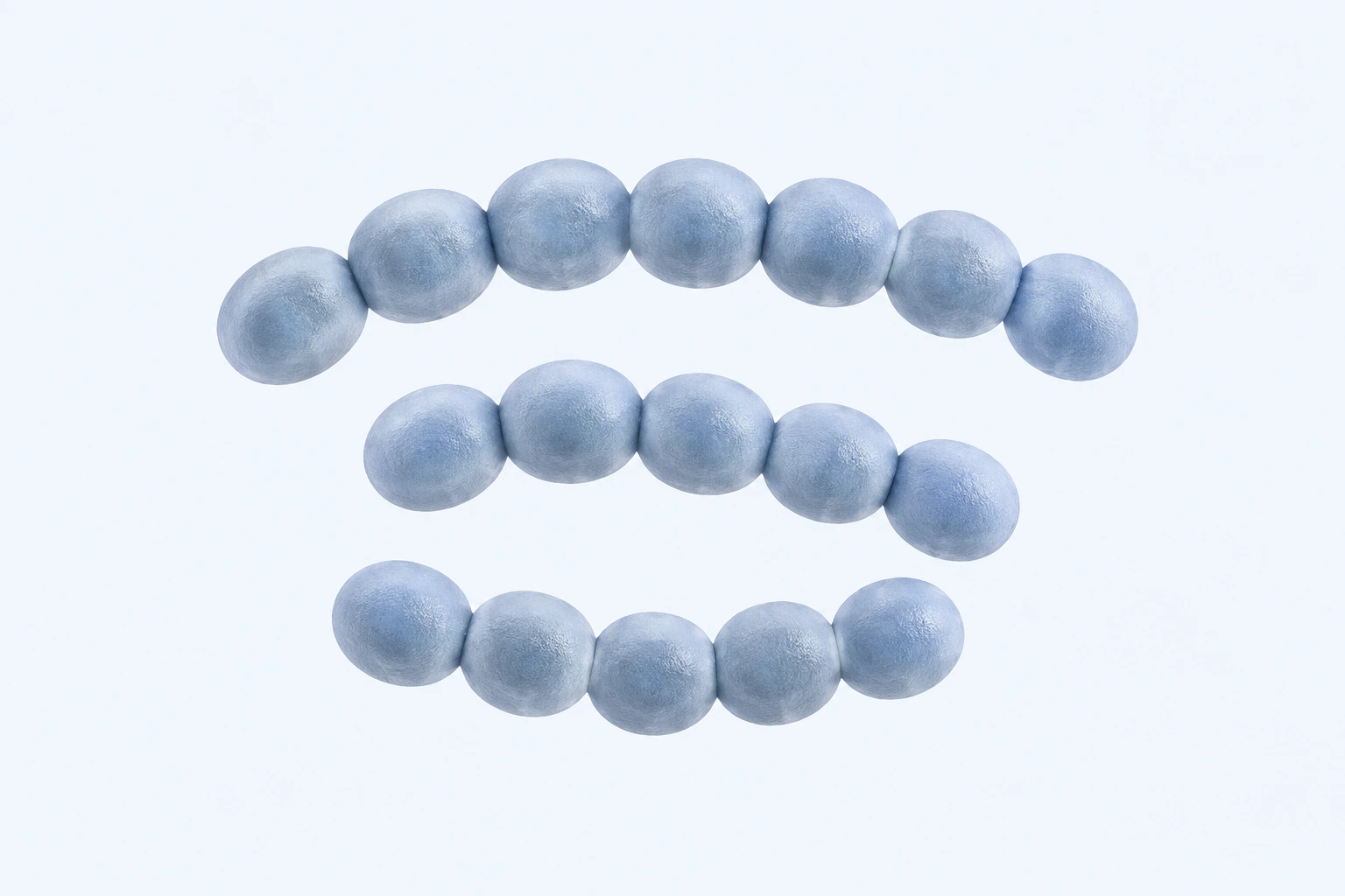 Seventeen selected Streptococcus thermophilus cocci appear in three curved chains of seven, five, and five.