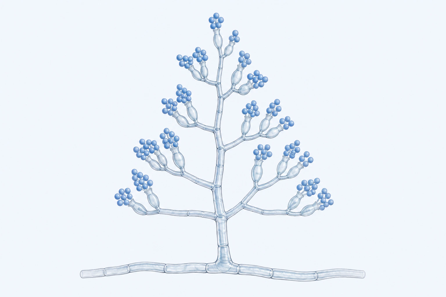 A selected Trichoderma conidiophore rises from a septate hyphal base and bears flask-shaped phialides with globose conidia.